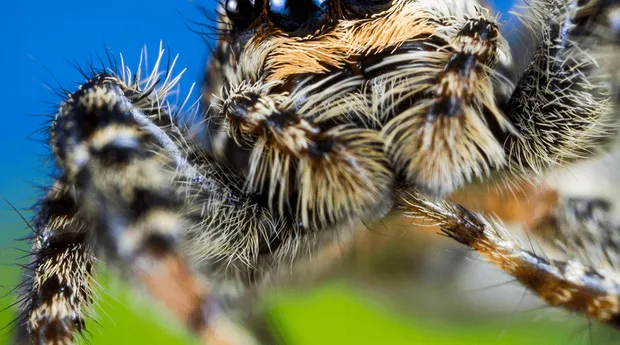 Maandthema-Dieren-Macrofotografie-MarcPeter-Kooistra-1.png