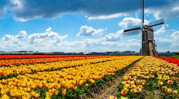 Tulpen - Tip 6.webp