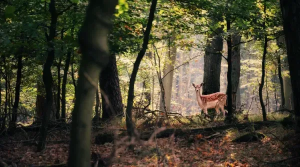 Natuurfotografie-Tip-1.webp