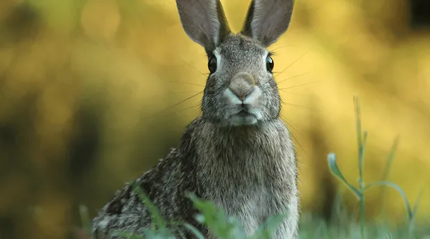 Dierenfotografie-tip7.png