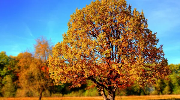Herfst tip 9.jpg