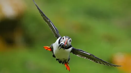 coi-wildlife-4.jpg