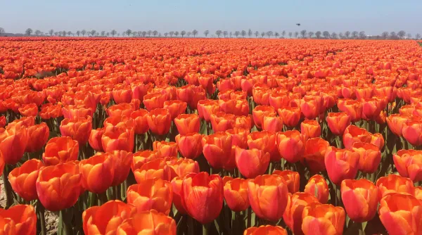 Tulpen - Tip 9.webp