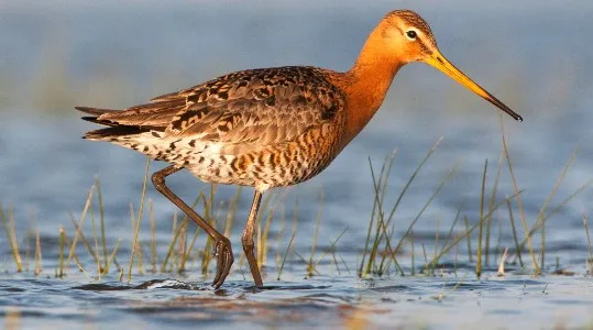 Tip 3 Wildlife en vogels.jpg