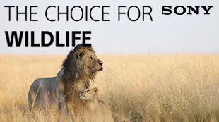 coi-wildlife-keuze.jpg
