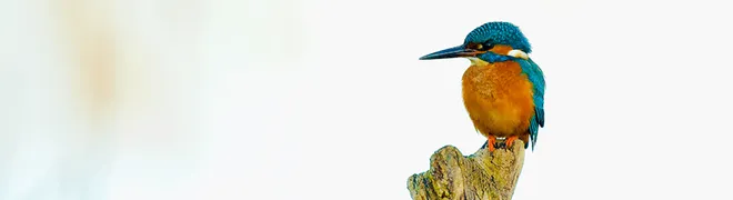 ke_tagbanner_vogel-spotten.png