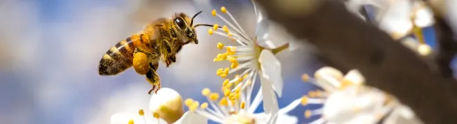 Lentefotografie - banner.webp