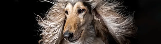 banner-howto-dieren-nieuw.jpg