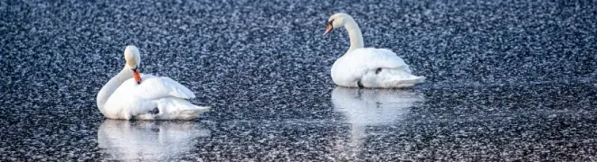 blog-wildlife-winter-ines-banner.webp
