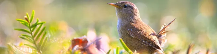vogelfotografie_apparatuur_pagebanner.webp