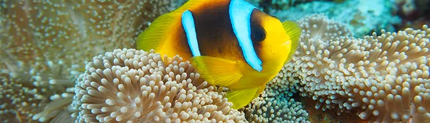 paginaheader-sealife.png