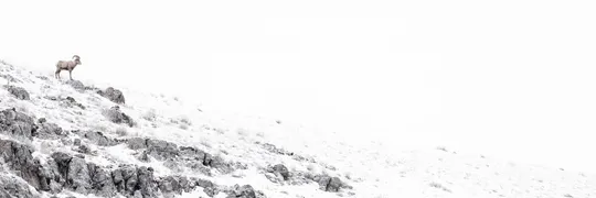 Alex_Pansier_Yellowstone_banner.jpg