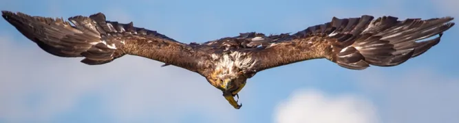 wildlife-vogels-homepagebanner.jpg