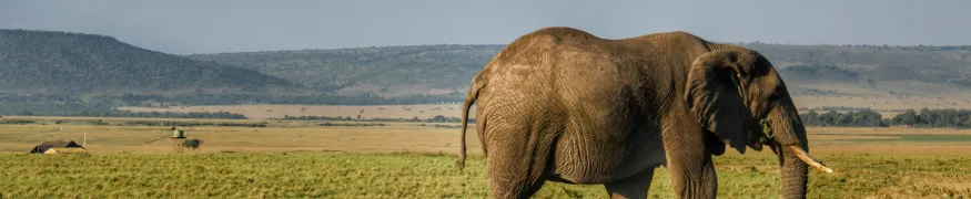 wildlife-fotografie-banner-1.webp