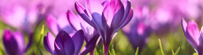 Banner_Lentelocatie.webp