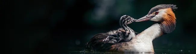 ke_thema_voorjaar_paginaheader_1300x360_tekstloos.png