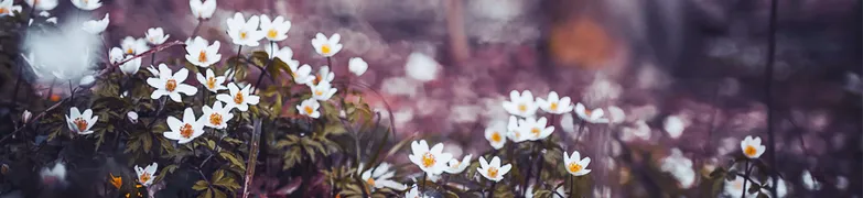 ke_tagbanner_groot_bokeh.png