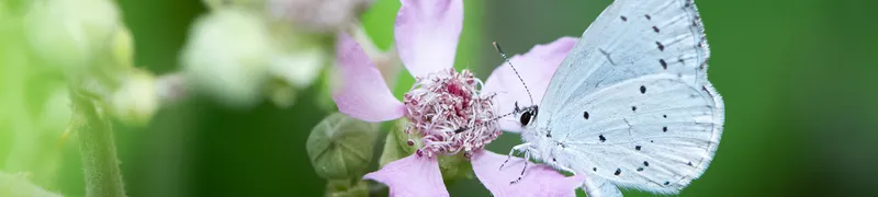 musthaves-lentefotografie-banner.jpg