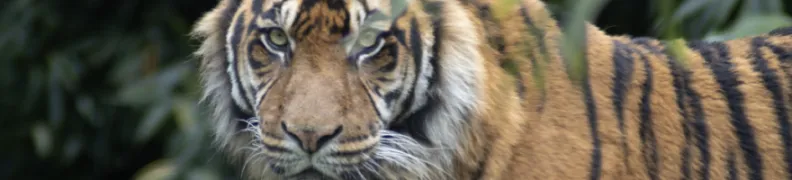Wildlife- Wall of fame - Banner - Photography by Mirjam.webp