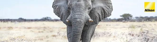 banner-wildlife-niuew.jpg