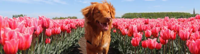 Tulpen - Banner.webp