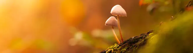 inspiratiepagina-herfst-2024-macro.webp