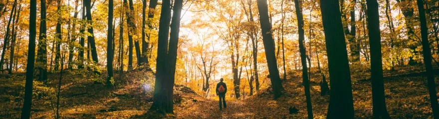 thema-beweging-wandelen-banner.jpg