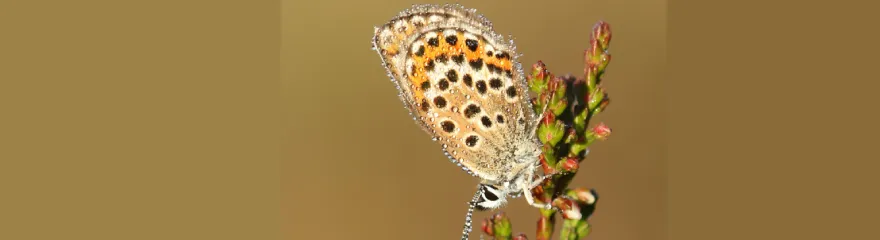 Macro - Wall of fame - Banner - Geke Kolkman.webp