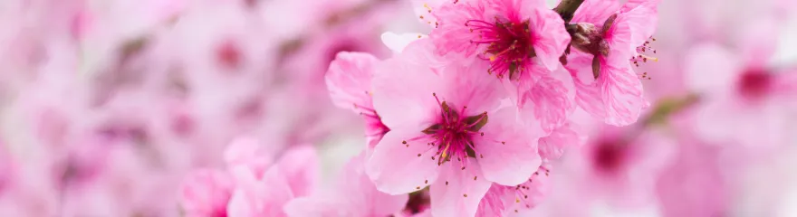 Bloesem - Banner.webp