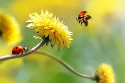lente-2025-laat-je-inspireren-macro.webp
