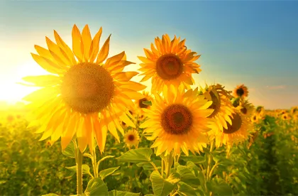 fotograferen-in-de-zomer.jpg