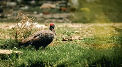 wildlife-fotografie-1.webp