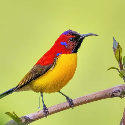 ke_SummerDeals_inspiratie_wildlife.png