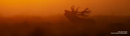 ke_herfstfotografie_thema_paginaheader_1300x360_NL.webp