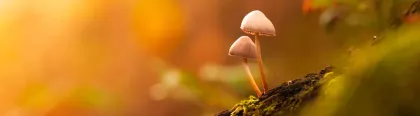 inspiratiepagina-herfst-2024-macro.webp