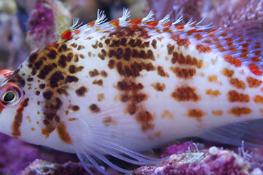 Comment faire de la photographie sous-marine