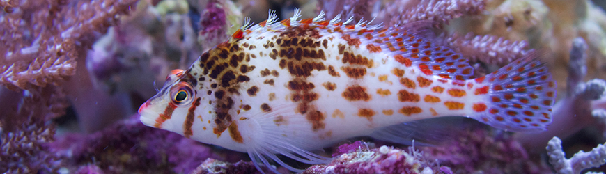 Comment faire de la photographie sous-marine