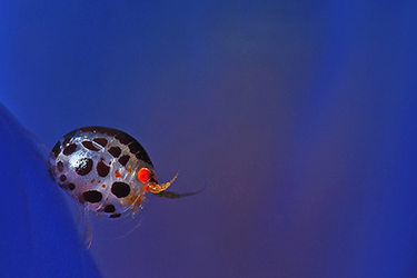 Astuces pour la photographie sous-marine