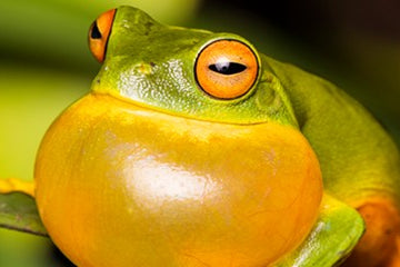 How to: macro photography and animals