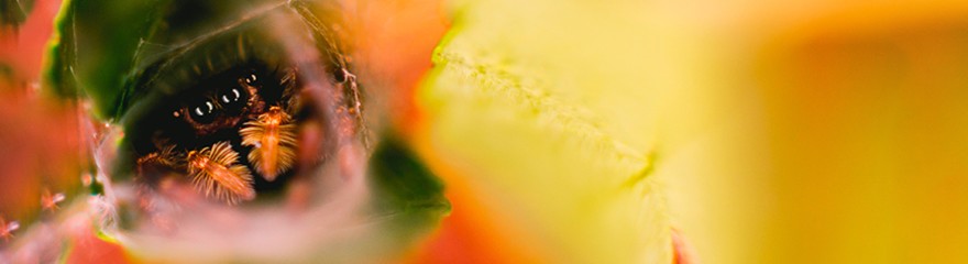 Guide d'achat : photographie animalière