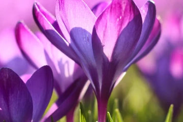 The best locations for spring photography