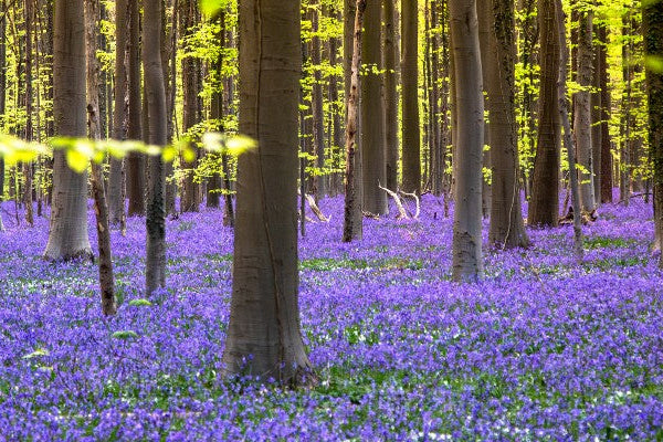 Nature photographer Ines Goovaerts tells you everything about photographing bluebells