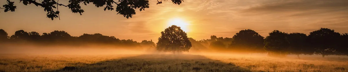 Photographie à contre-jour
