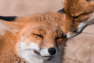 10 tips for photographing foxes