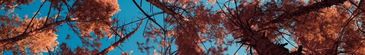 Photographie infrarouge