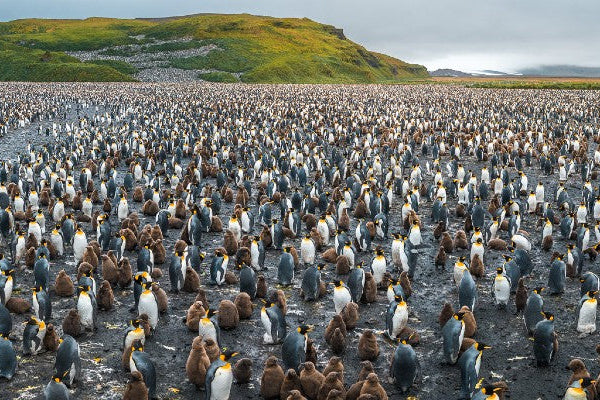 Interview with wildlife photographer Piet van den Bemd