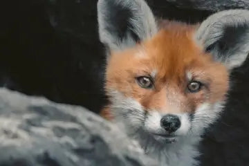 10 tips for photographing young animals