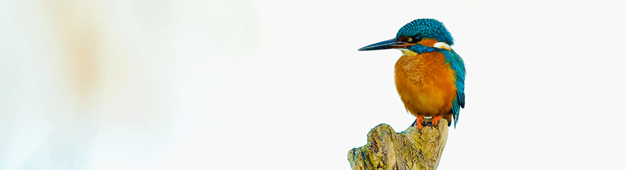 All about birdwatching