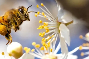 10 tips for macro photography in spring