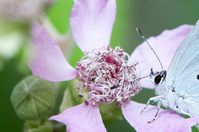 The must-haves for spring photography